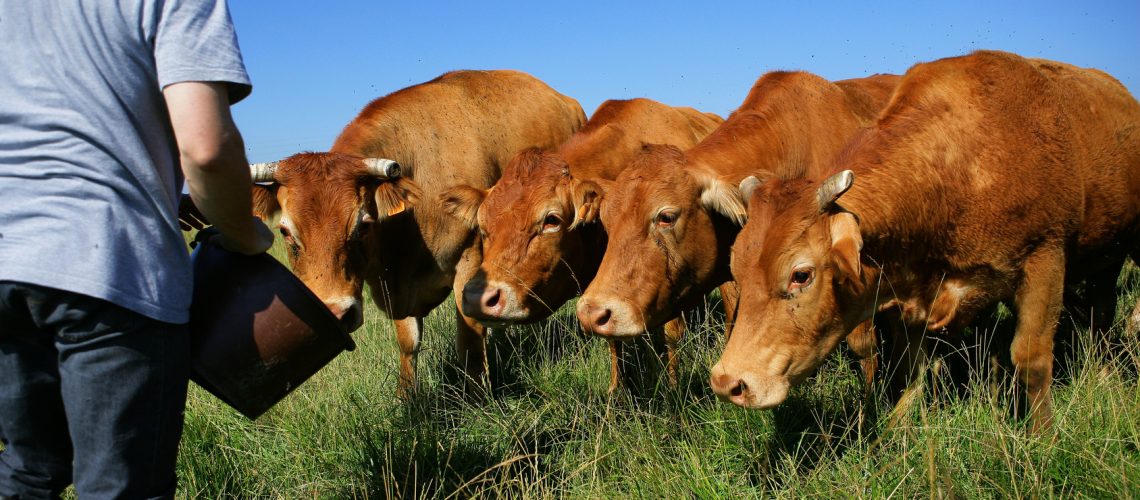 éleveur et troupeau de vaches
